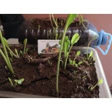 Daftar lengkap kode harga paket internet tri (3, three) 3g 4g unlimited kuota++ harian dan bulanan harga termurah terbaru 2019. Horseradish Root Seedlings Ready For Planting Fiyat 3 25