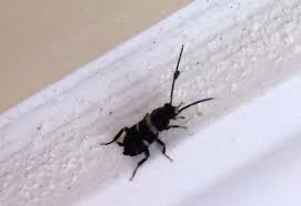 It's also a problem for homes in warmer climates. Immature Smoky Brown Cockroach Pest Species Or Not What S That Bug