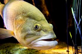 Maybe you would like to learn more about one of these? Oklahoma Aquarium On Twitter The Largemouth Bass Is Highly Predatory And Not A Very Picky Eater Many Different Artificial Lures And Live Bait Will Draw Them In Https T Co Tbhx3lcjdi