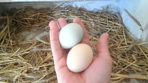 In this most famous of cumulative tales, the list of places to enjoy green egg. Blue And Green Chicken Eggs Ameraucana Easter Egger Chickens Youtube