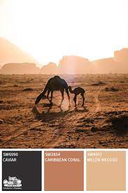 During our adventure we climbed to the top of a very large sand dune to watch. Desert Tour Color Palette Collection Desert Colors Color Palette Desert Tour