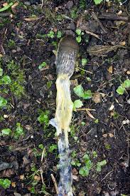 Image result for Metaldehyde Poisoning