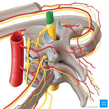 Backbone.application is simple and effective implementation of the mvc pattern for backbone.js. Spinal Cord Anatomy Structure Tracts And Function Kenhub