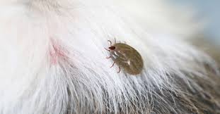 Les tiques sont responsables de 26 000 nouveaux cas de maladie de lyme par an ! Comment Retirer Une Tique A Son Chien