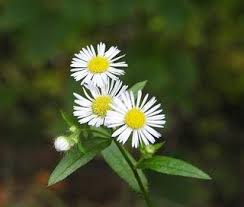 Mungkin bunga rose ini adalah bunga yang paling indah di dunia, karena bunga ini sudah mulai di budidayakan sejak 500 tahun sm, bunga yang sangat cantik, yang menyenangkan dan aromanya juga yang sangat harum. Bunga Paling Harum Di Dunia Bunga Mawar Taman Dunia