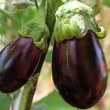 Pin Auf Garten