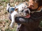 10 Most Dog-Friendly Dog Breeds - Vetstreet