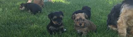 It has both characteristics of yorkie and maltese. Available Puppies Morkie Puppies