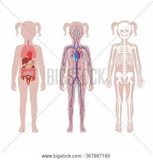 Organs and structures of the female pelvis. Girl Skeleton Vector Photo Free Trial Bigstock