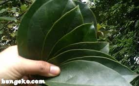 We did not find results for: Es Cincau Hijau Minuman Segar Dengan Aneka Khasiat Bungeko Com