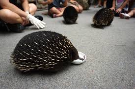 Their spines are actually hairs. Short Beaked Echidna Australia S Fast Tongue Travel Tales Of Life