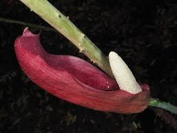 Image result for Anchomanes