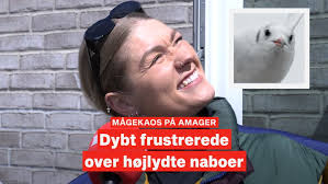 Ekspert advarer: Nu invaderer luftens rotter de danske byer