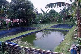 Desain kolam seperti ini banyak digunakan untuk kolam dalam ruangan. Persiapan Kolam Tanah Untuk Budidaya Ikan Alam Tani