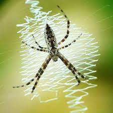 With your broom simply sweep away the webs and your home will be spider free. Crazy Web Spider Art Spider Bugs And Insects
