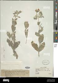 Image result for Trichodesma physaloides