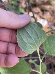 Image result for Centema subfusca