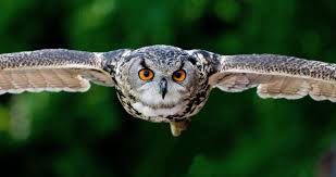 Why Do Owls Hoot Everything You Need To Know World Birds