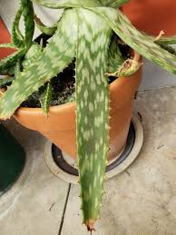 Image result for Aloe zebrina