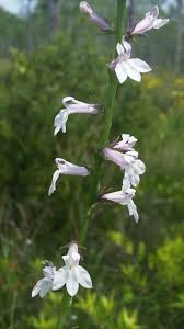Image result for Lobelia pteropoda