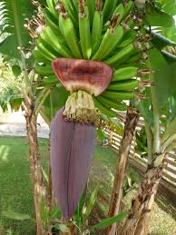 Eclosion De La Fleur De Bananier Par Lucien Bensoussan Sur L Internaute Fleur De Bananier Fleurs Martinique Bananier