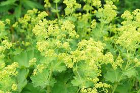 Image result for Alchemilla microbetula