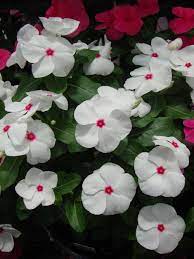 Vinca Catharanthus Roseus Pacifica Polka Dot These Are A Strong Breed Don T Plant With Petunias Because Th Periwinkle Flowers Beautiful Flowers Plants