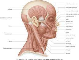 Head and neck muscles diagram. Head And Neck Muscles Cea1 Com Human Body Anatomy Human Body Anatomy Neck Muscle Anatomy Head Anatomy