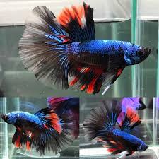 Avatar Hm Male Halfmoon Betta Betta Betta Fish