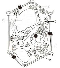 Maybe you would like to learn more about one of these? Label Parts For Diagrammes Given Below And Identify Which One Is Plant Cell And Which One Is Animal Cell