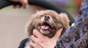 If one or both of the parents is a desirable, expensive breed, the cost of the hybrid. Pomchi A Guide To The Pomeranian Chihuahua Mix