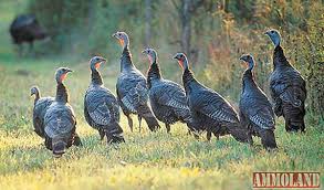 Wild Turkey Flock Wild Turkey Turkey Hunting Season Bow Hunting