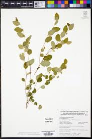 Image result for Phyllanthus kaessneri