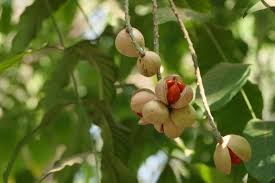 Image result for Polystachya anastacialynae