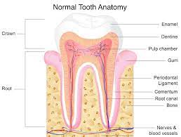 Tooth Trauma And Nerve Damage To Teeth Southlake Endodontics