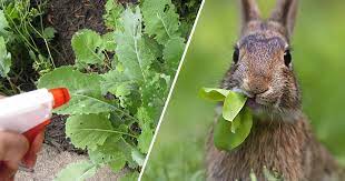 You need a spade, chicken wire with holes less than 1 inch across, stakes, wire cutters, and deterrent spray or powder. 4 Humane Ways To Keep Rabbits Out Of The Garden Gardening Channel