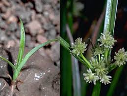 Image result for Cyperus difformis