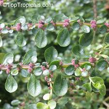 Image result for Pilea microphylla
