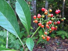 Image result for Psychotria pumila