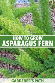 Asparagus ferns prefer a little and often way of watering, this keeps the soil moist but never wet and soggy. Learn How To Grow Asparagus Fern Gardener S Path