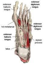 The flexor tendon system of the hand consists of the flexor muscles of the forearm, their tendinous extensions, and the specialized digital flexor sheaths. What Is The Signs Of A Tendon On Top Of The Foot Being Cut Quora