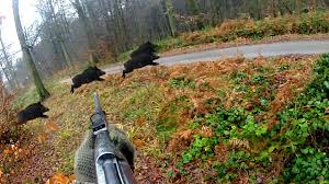 Ce dernier nous fait part d'une très belle vidéo de chasse en battue où il a la chance de prélever à la fois chevreuil, sanglier et renard. Chasse Aux Sangliers Ma Plus Belle Battue Youtube
