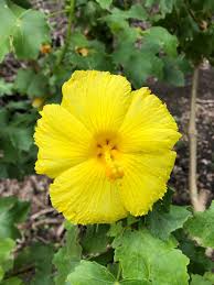 Image result for Hibiscus engleri