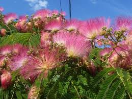 Prati verdi e alberi in fiore. Jacaranda E Albizia Alberi Decorativi Da Giardino