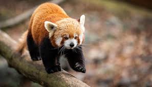 ˈsikːim) is a state in northeastern india. Top 8 Endangered Species In India To See Before They Disappear