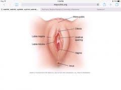 Female private part name in hindi मनुष्य को लिंग के आधार पर तीन जेंडरों में विभाजित किया गया है महिला Woman Body Parts Name In Hindi Human Anatomy