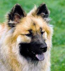 Eurasier puppies for sale california. Eurasier Breed Information