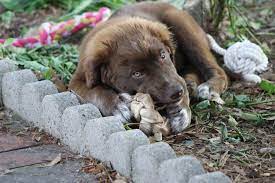 Black with white markings on feet and belly. Great Pyrenees Chocolate Lab Mix Great Pyrenees Chocolate Lab Mix Pets