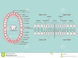 permanent tooth cartoon chart stock vector illustration of