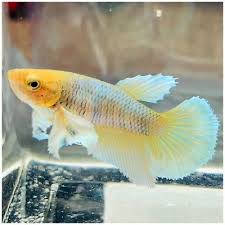 Yellow Dumbo Elephants Ears Halfmoon Female Live Betta Fish Betta Fish Elephant Ears Betta